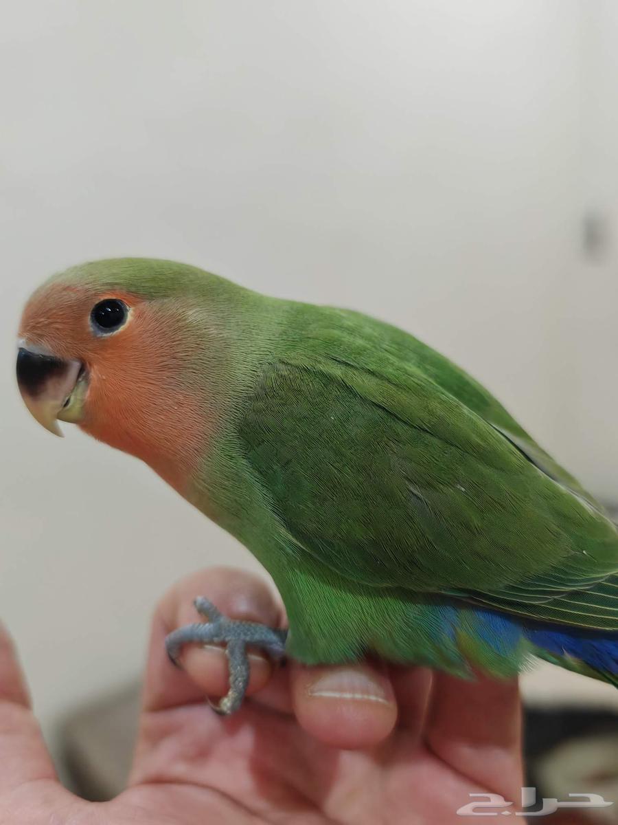 طير روز اليف وهدد مناسب للاطفال ( تم البيع )64516992511619110