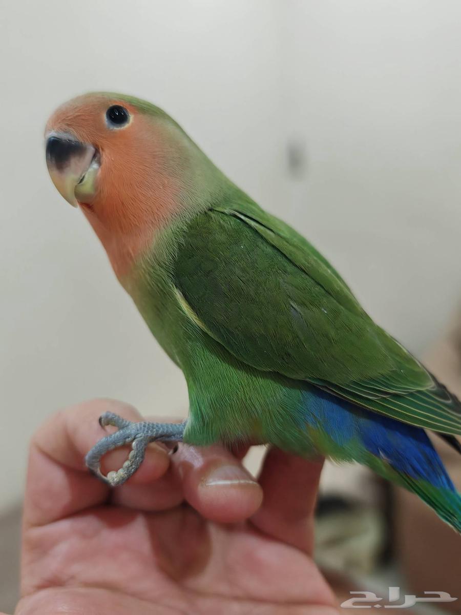 طير روز اليف وهدد مناسب للاطفال ( تم البيع )64516992511619111