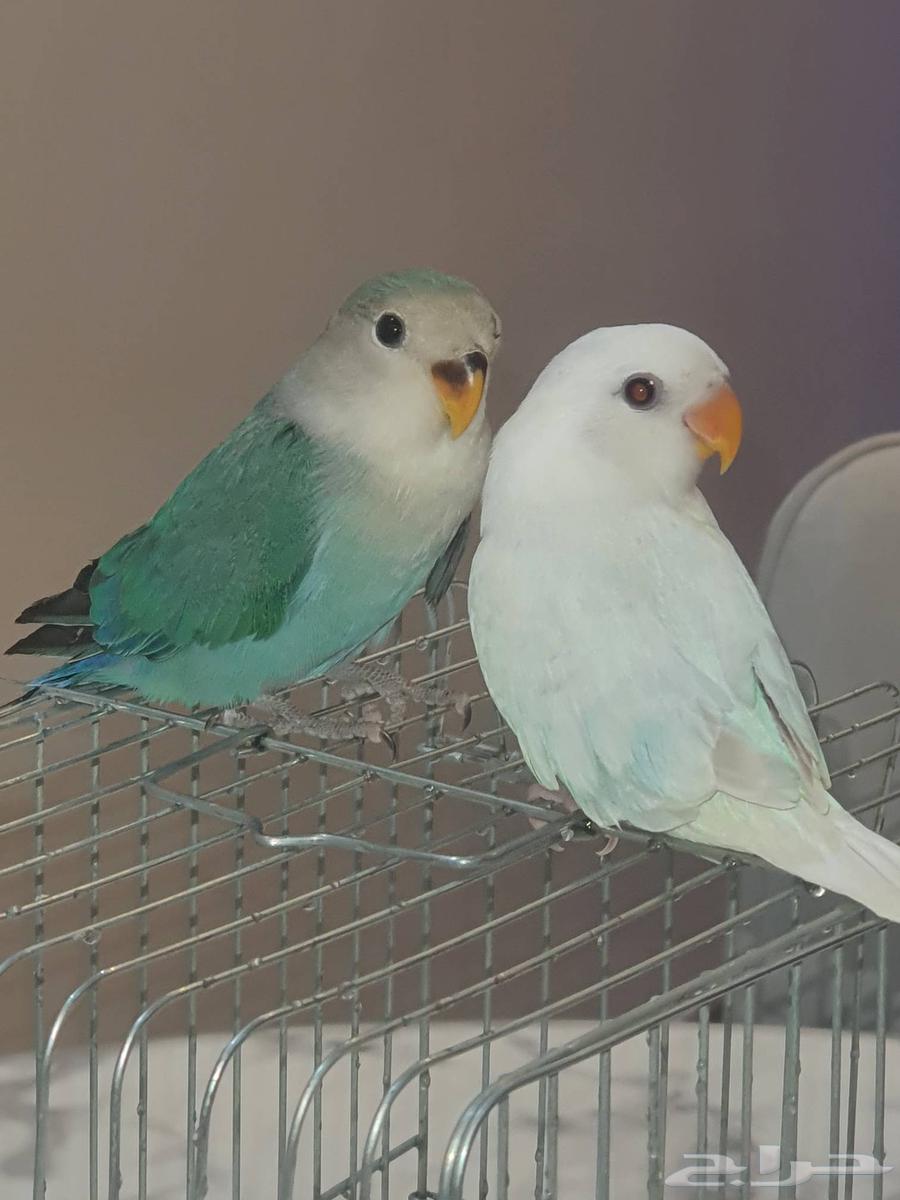 فروخ روز64515835847554113