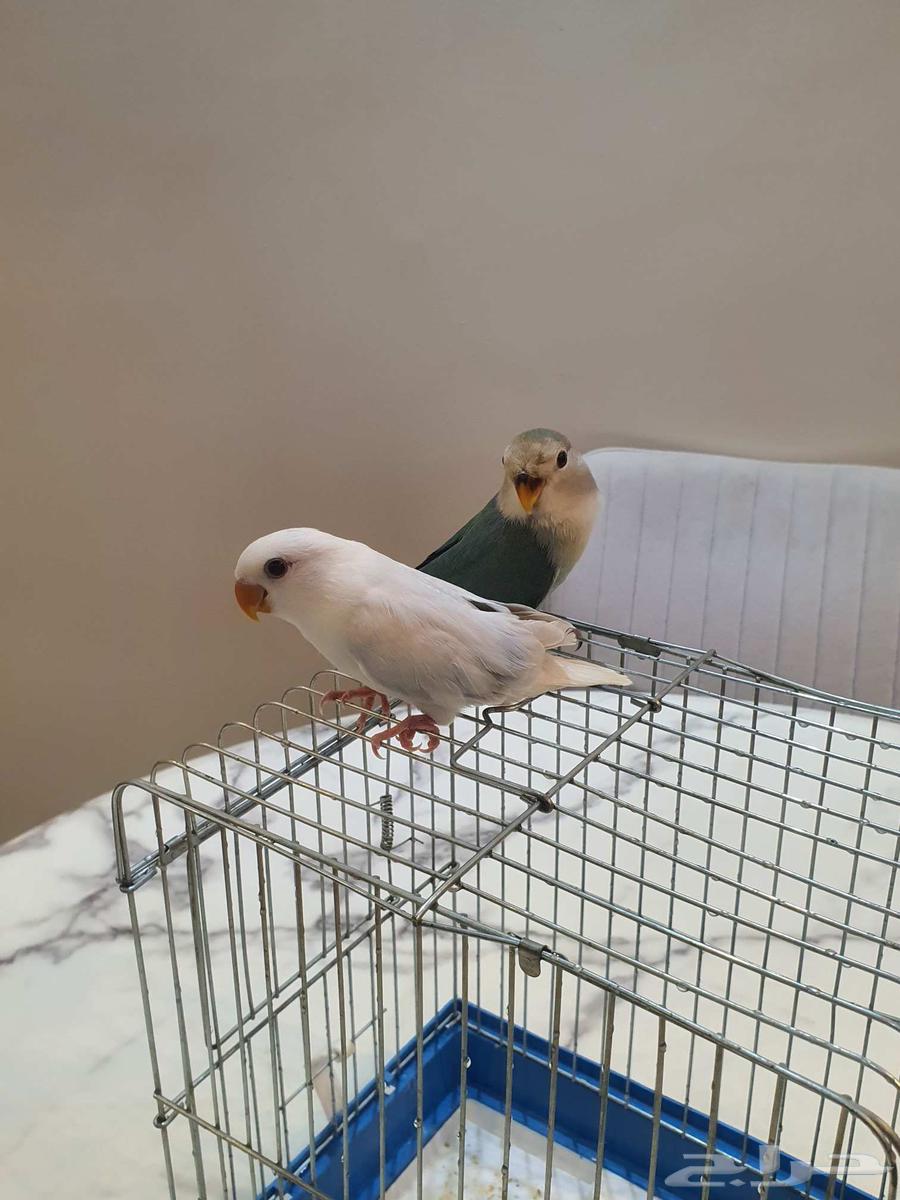 فروخ روز64515835847554111