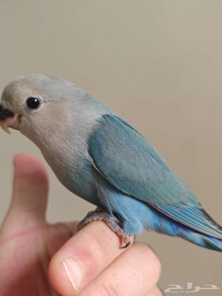 طير روز تربية واليف ( تم البيع )64477797097602112