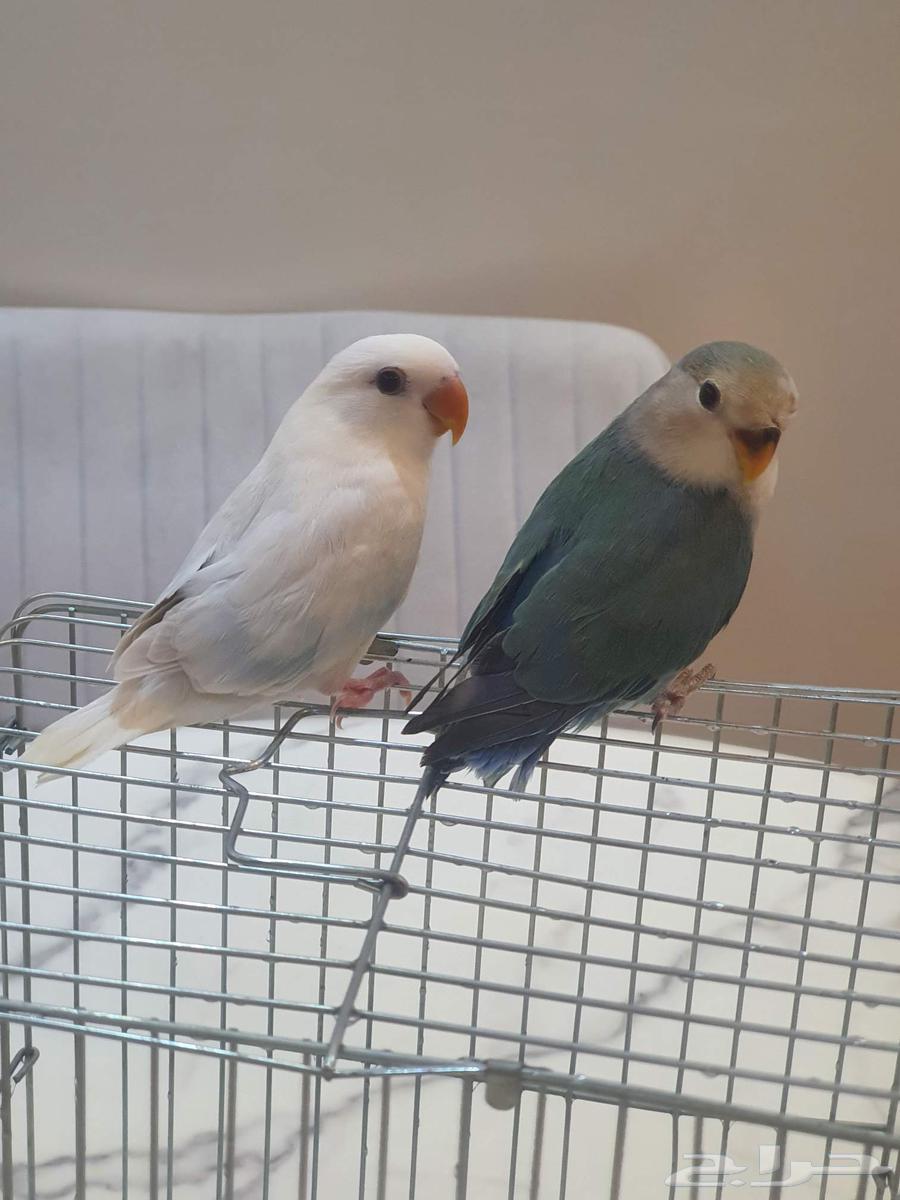 فروخ روز64515835847554112