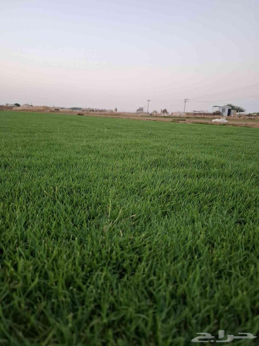 ثيل سي 2000طبيعي وصافي وطبيعي الموقع الخرج64514997170434114