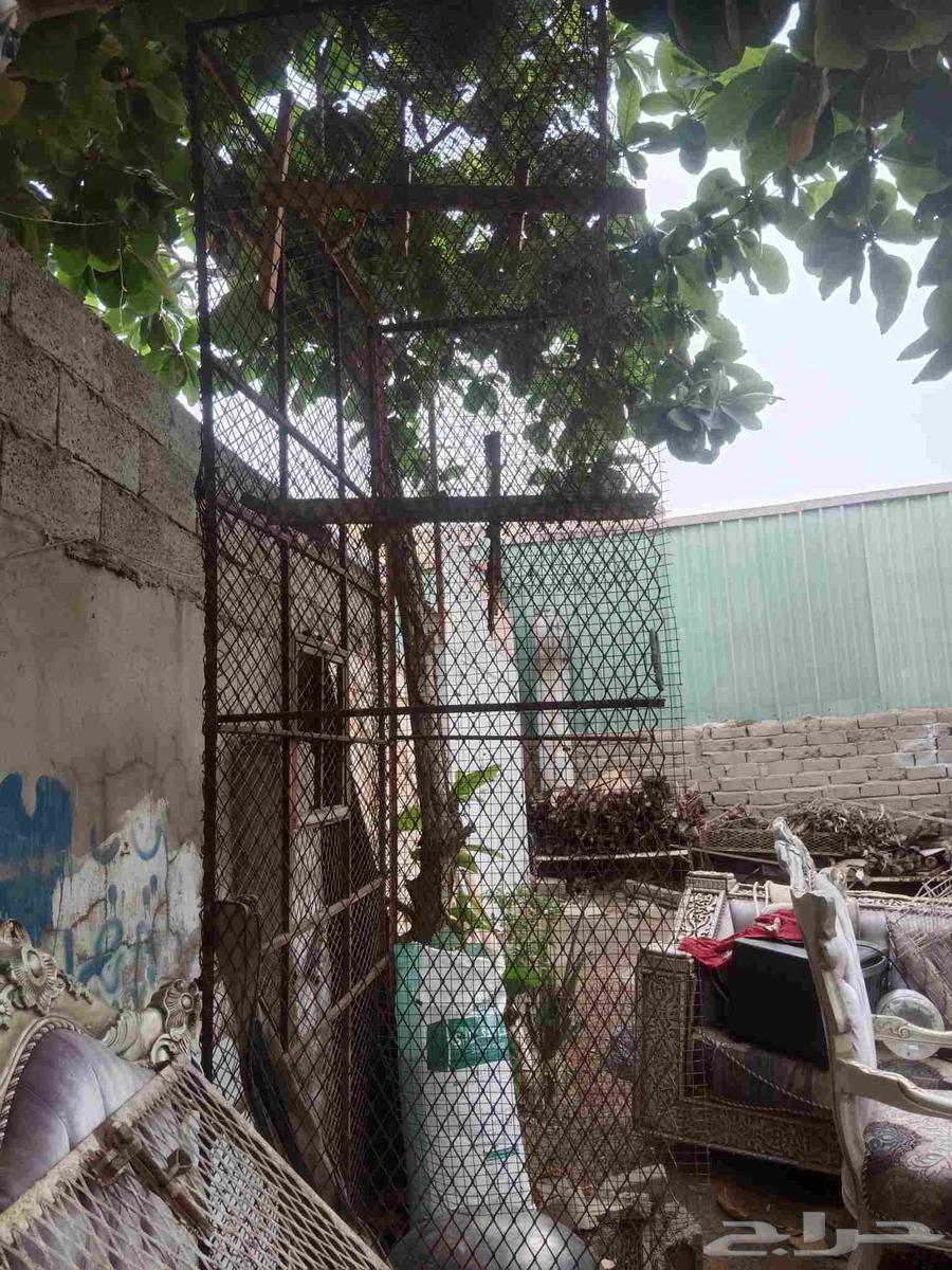 Bird net for 450 riyals64512538970113111