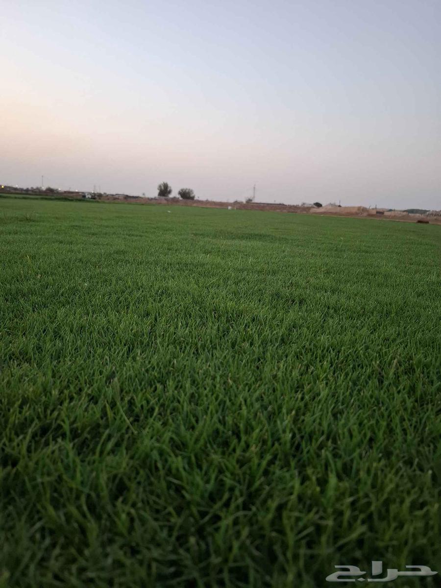 ثيل سي 2000طبيعي وصافي وطبيعي الموقع الخرج64514997170434113