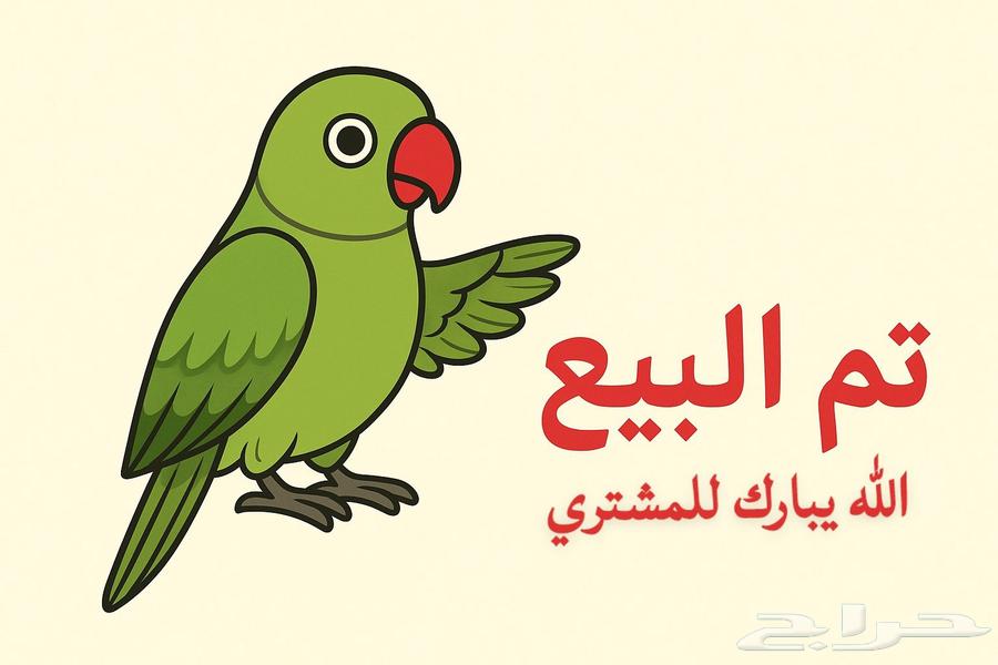ببغاء روز اليف ((تم البيع )64505937673601110