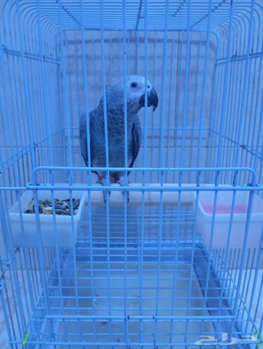 Farooq Cassock Alf64510916194945113