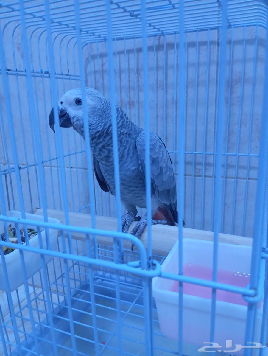 Farooq Cassock Alf64510916194945112