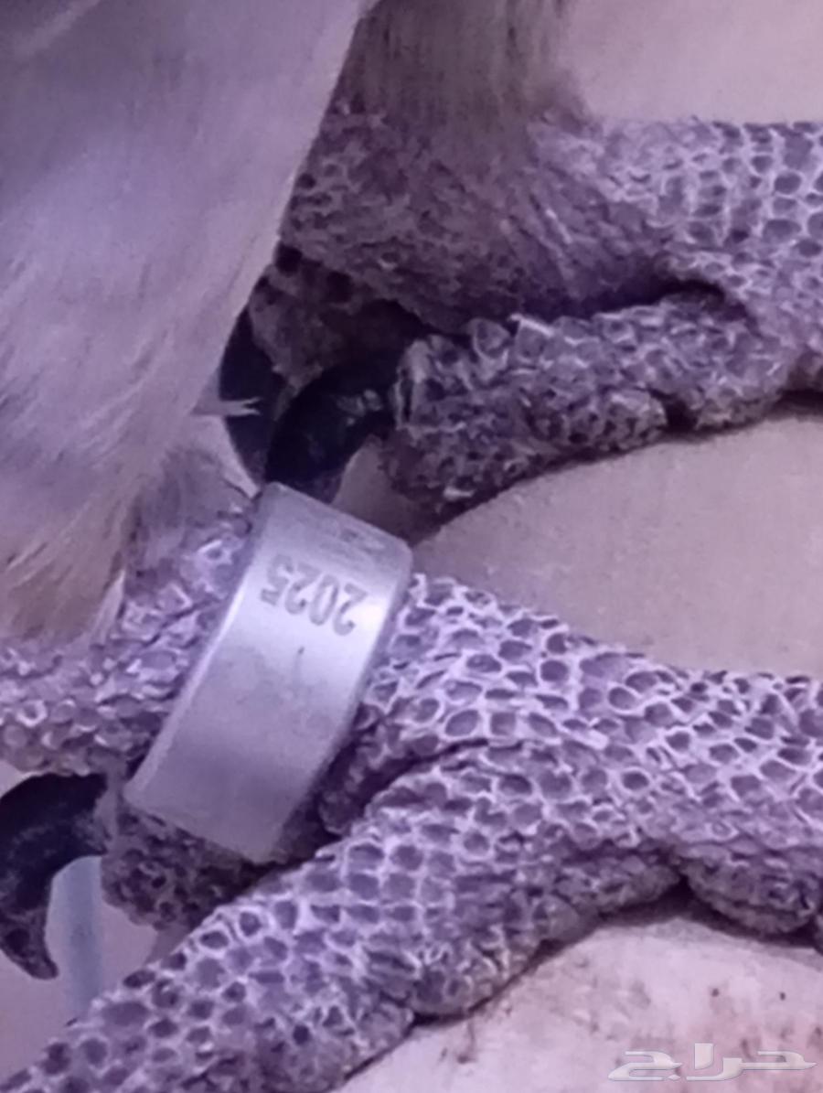 Farooq Cassock Alf64510916194945111