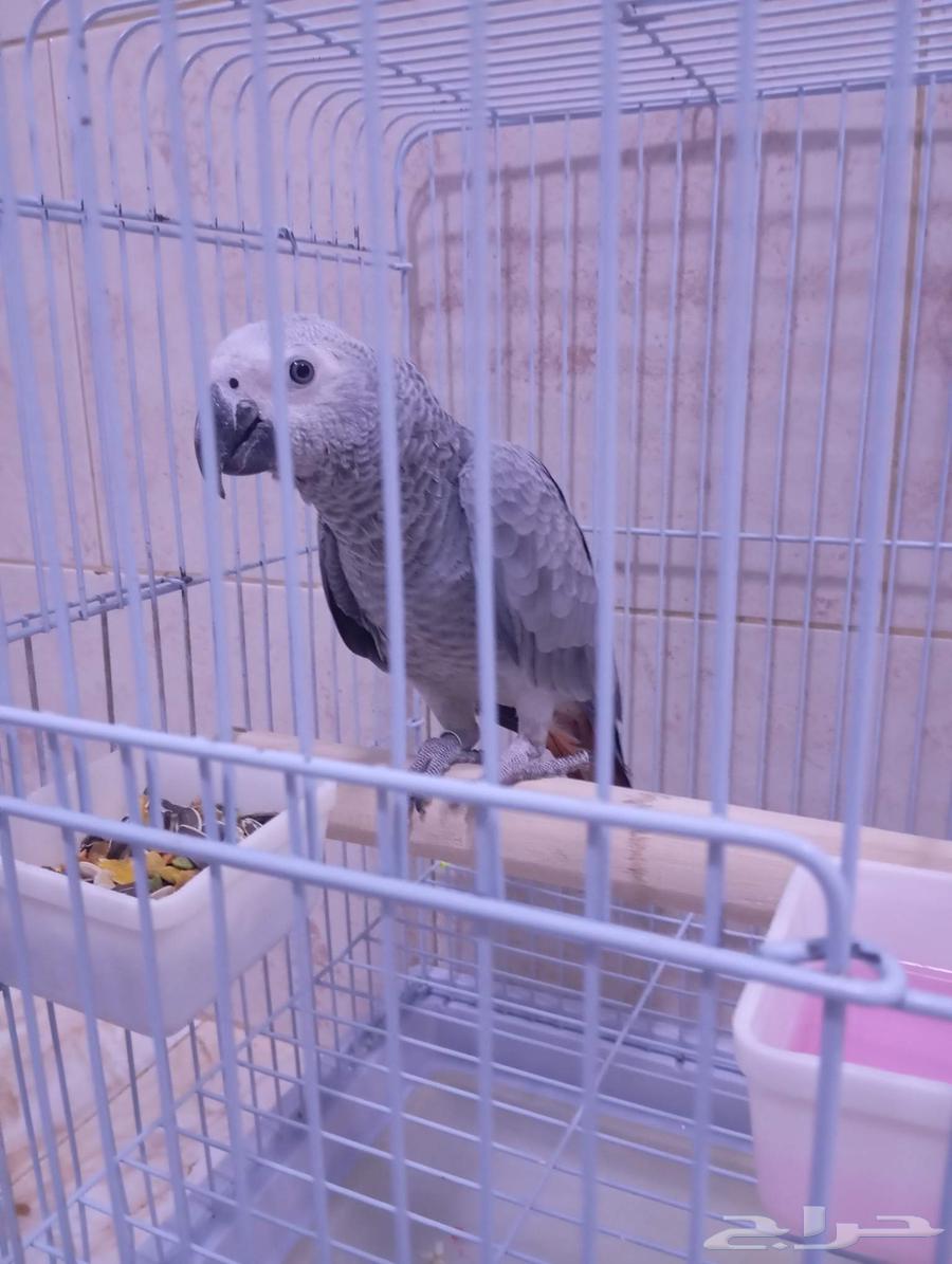 Farooq Cassock Alf64510916194945110