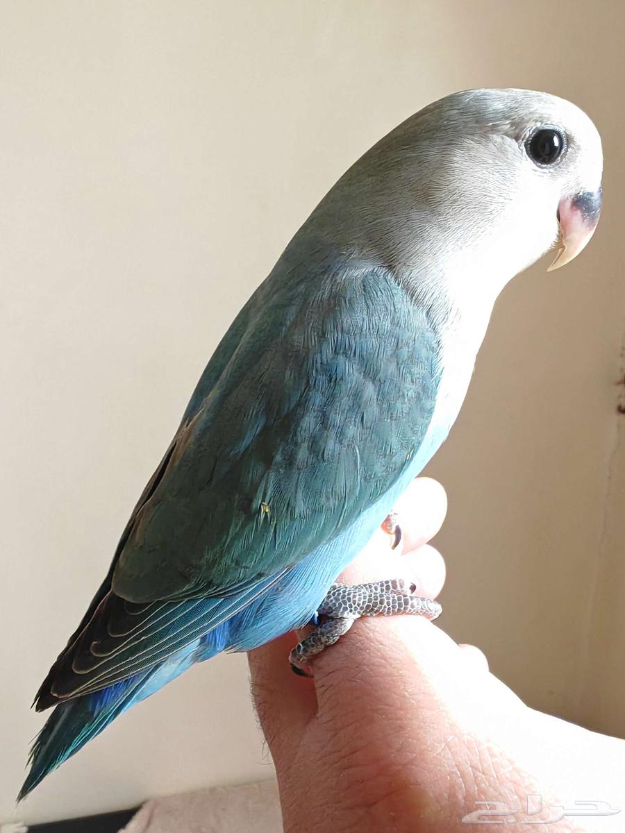 طير روز تربية واليف ( تم البيع )64477797097602110