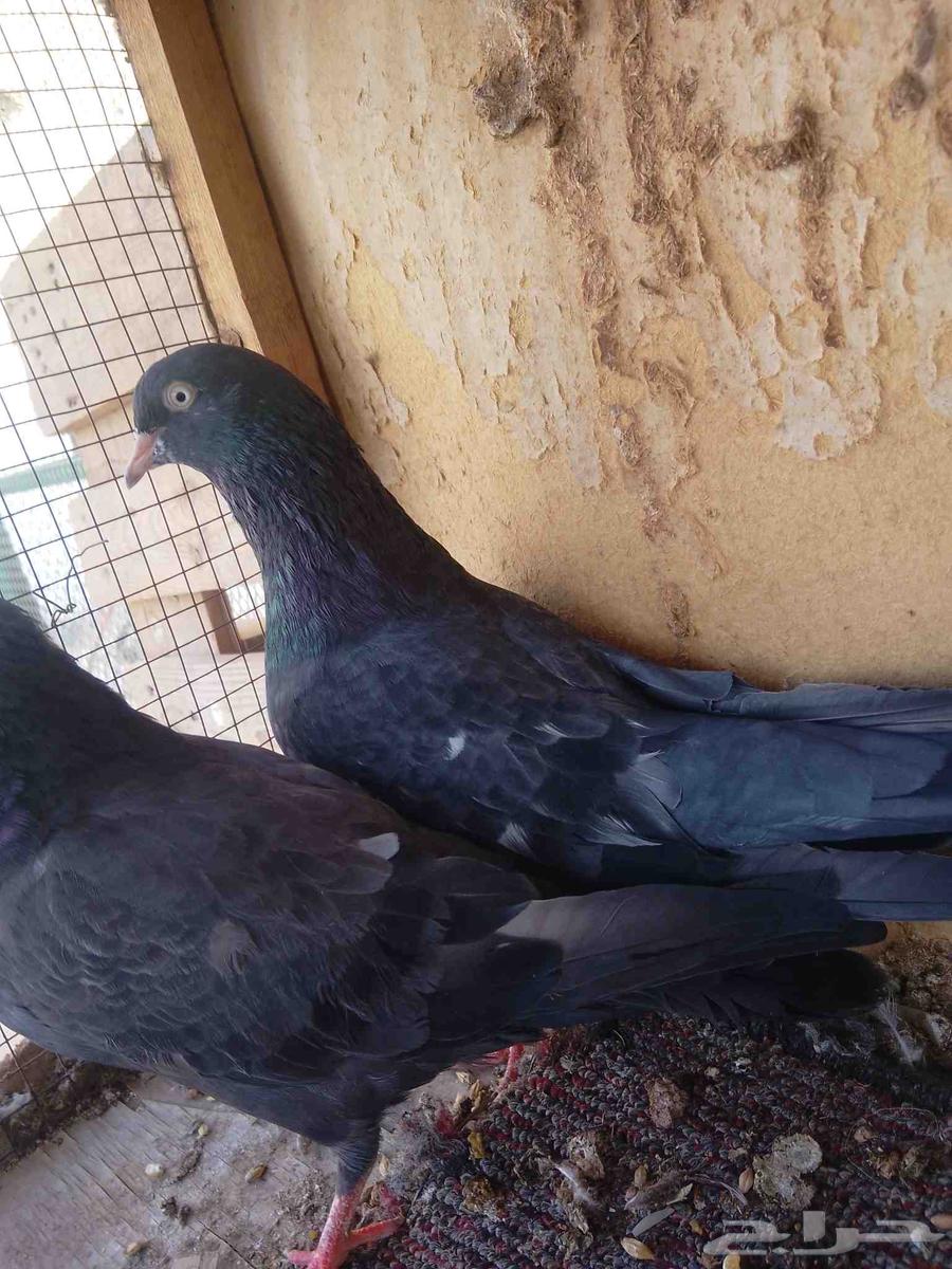 زوج رامبوري أسود بيور تحتة فرخين حد 30064516978379521112