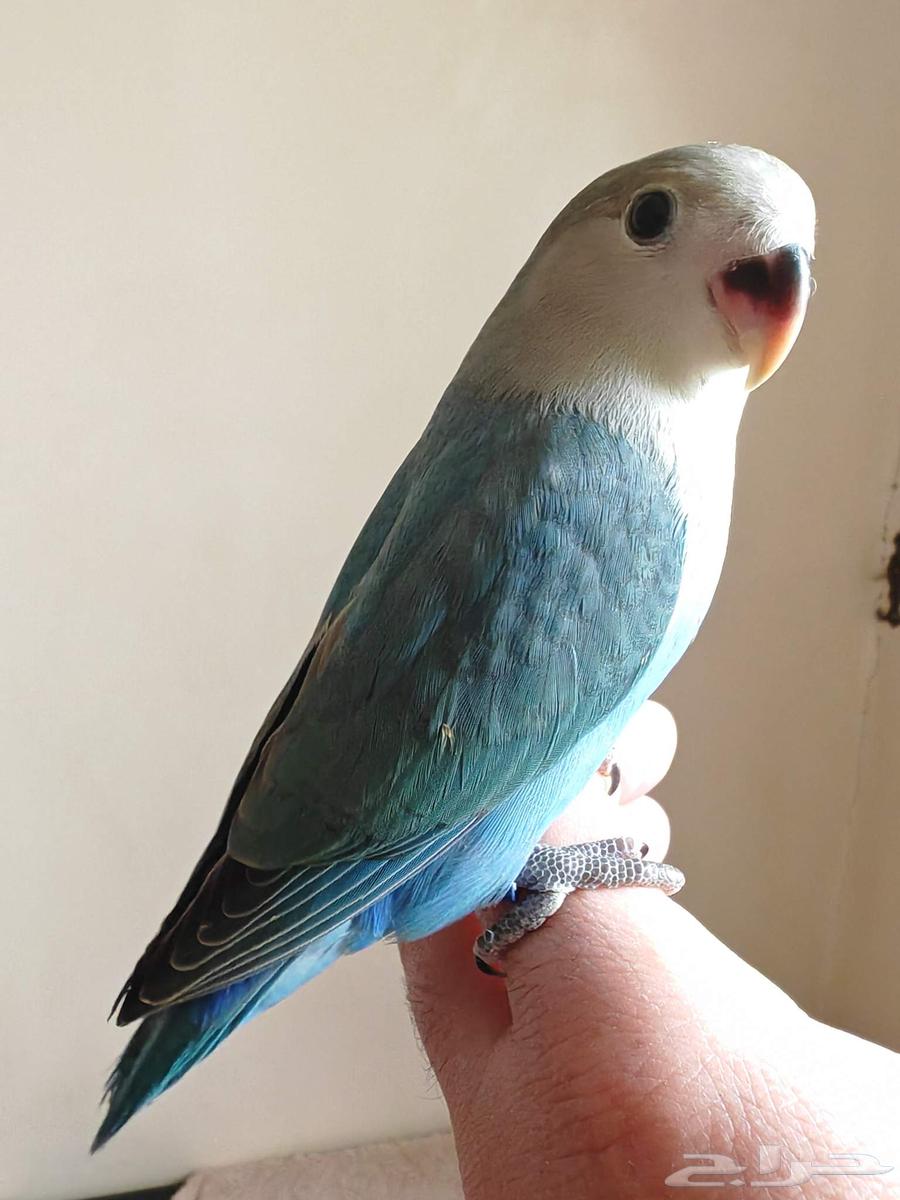 طير روز تربية واليف ( تم البيع )64477797097602113