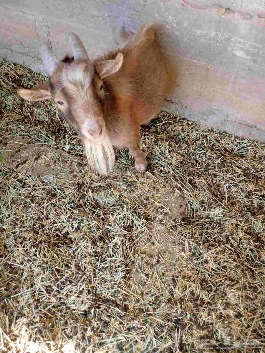 للبيع تيس قزم المزاحميه64512455172737110