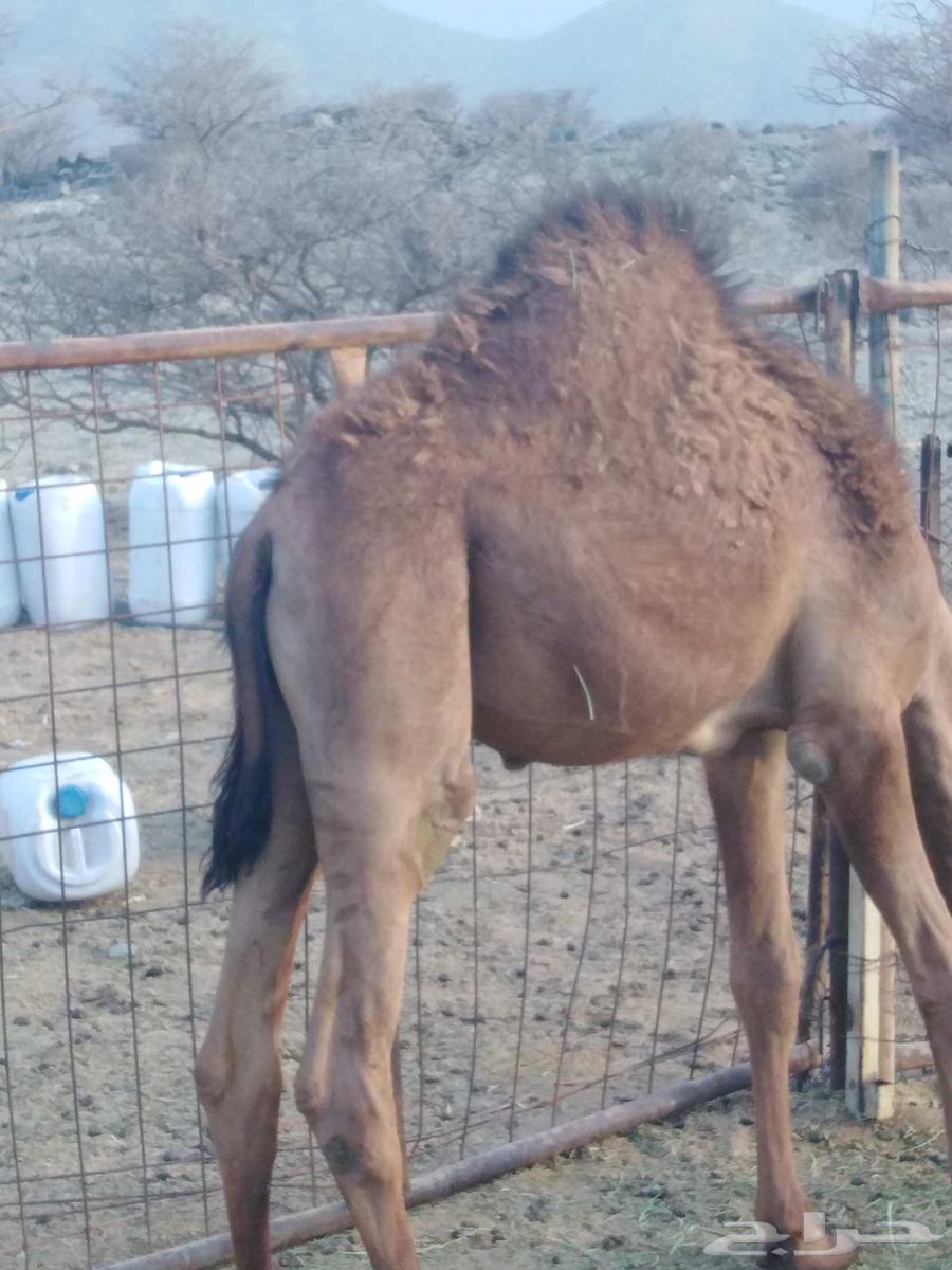 Seven-month-old local chickens, clean and free of mites and lice64512092632962113