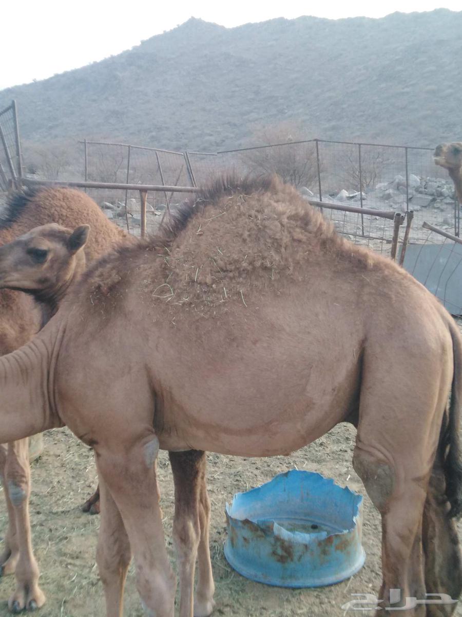 Seven-month-old local chickens, clean and free of mites and lice64512092632962114