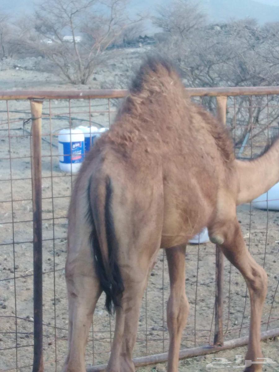 Seven-month-old local chickens, clean and free of mites and lice64512092632962111