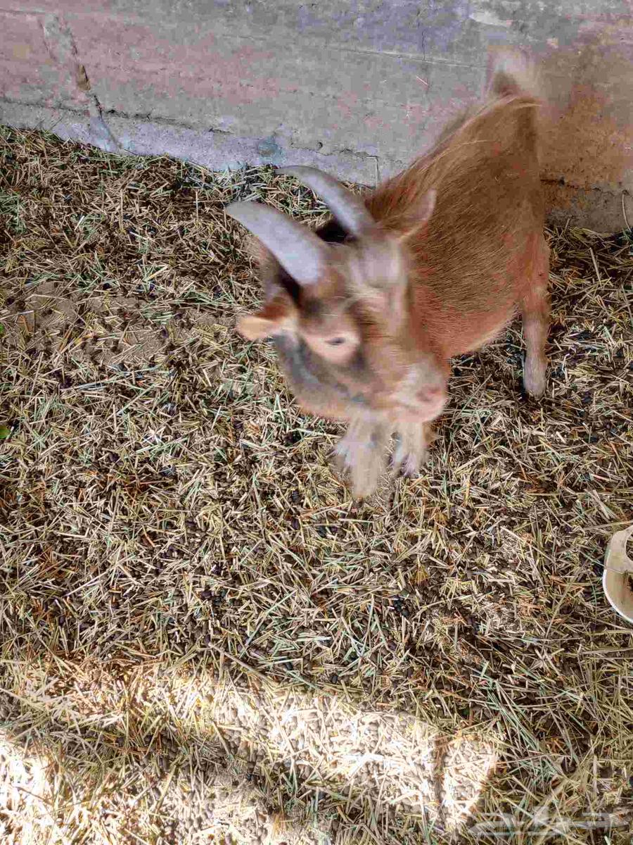 للبيع تيس قزم المزاحميه64512455172737111