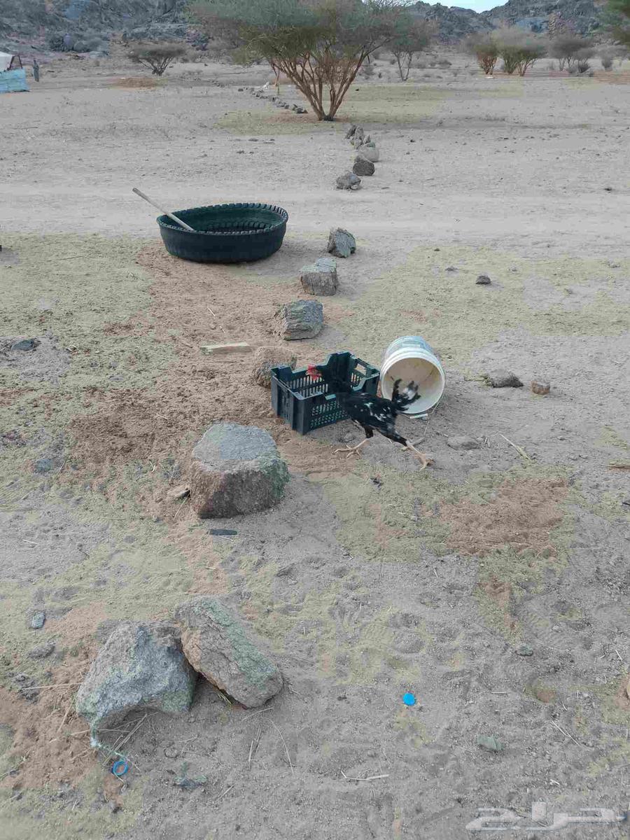 ديك عربي اصيل للبيع64516100644354110