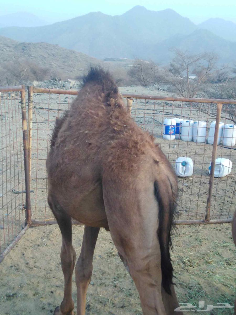 Seven-month-old local chickens, clean and free of mites and lice64512092632962110