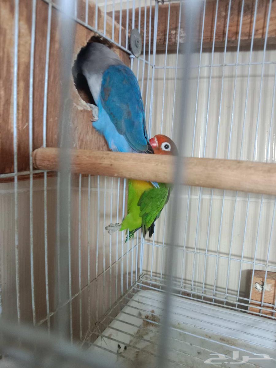 Walnuts and Fisher walnuts healthy and neatly arranged with their shells and white part64514513801347113