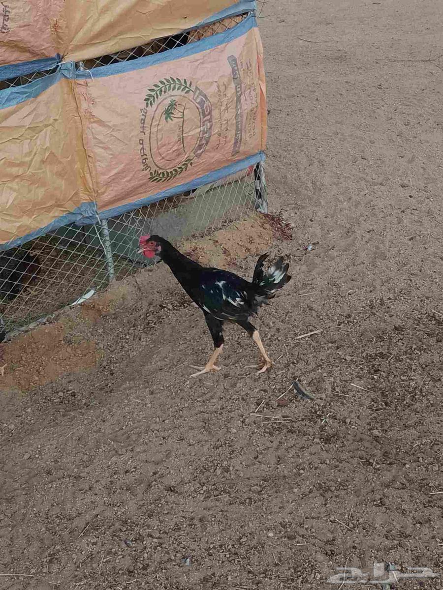 ديك عربي اصيل للبيع64516100644354112