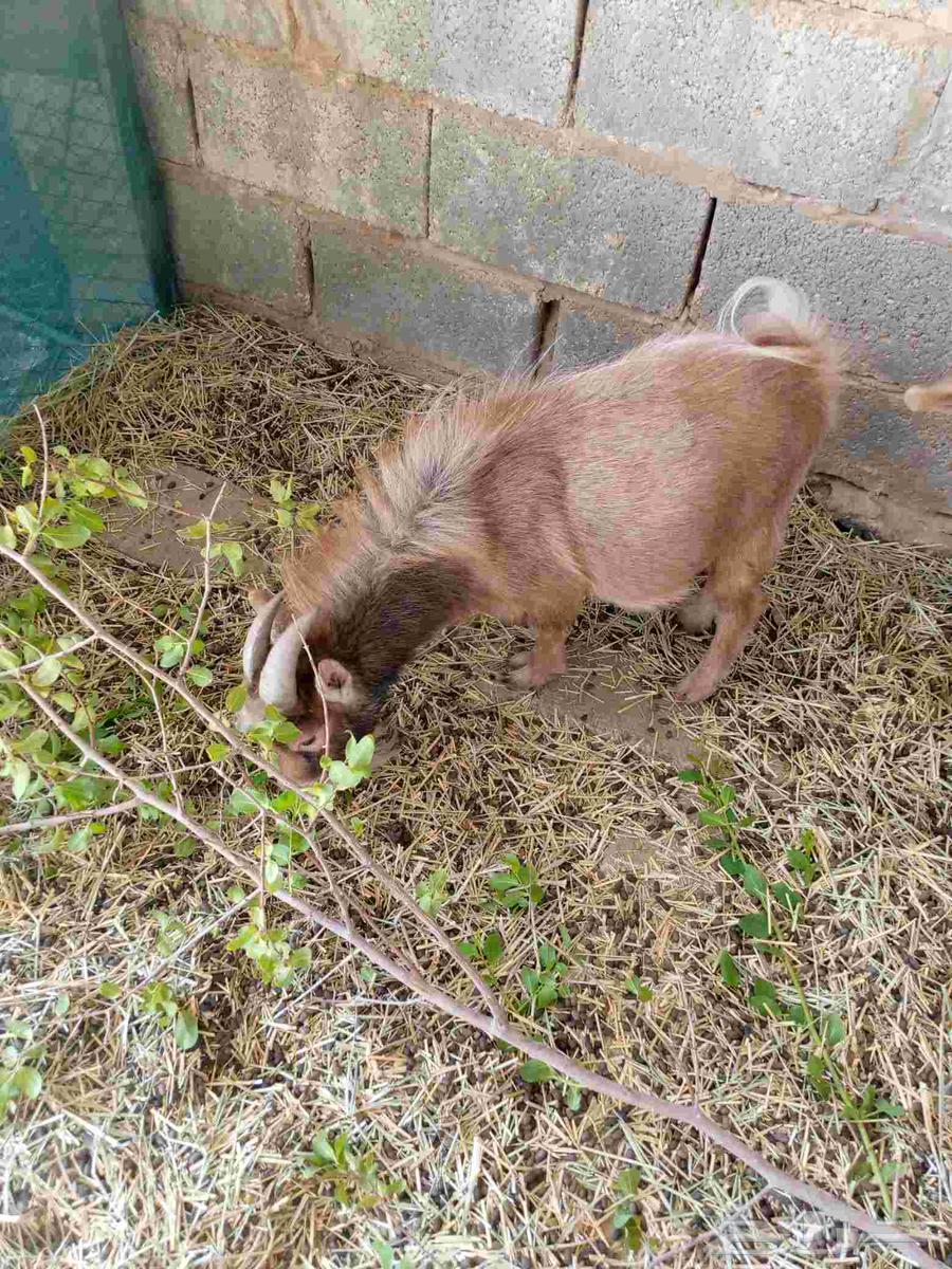 للبيع تيس قزم المزاحميه64512455172737112