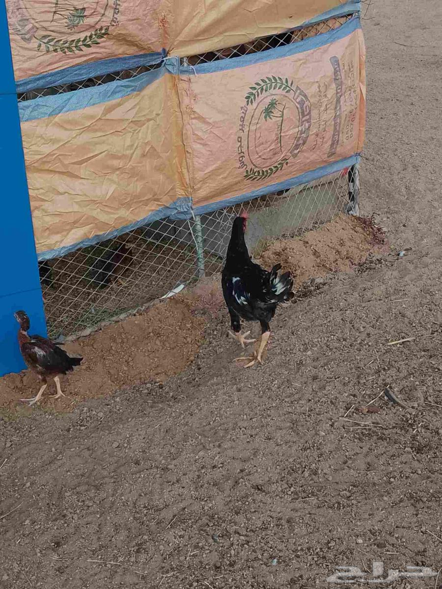 ديك عربي اصيل للبيع64516100644354111