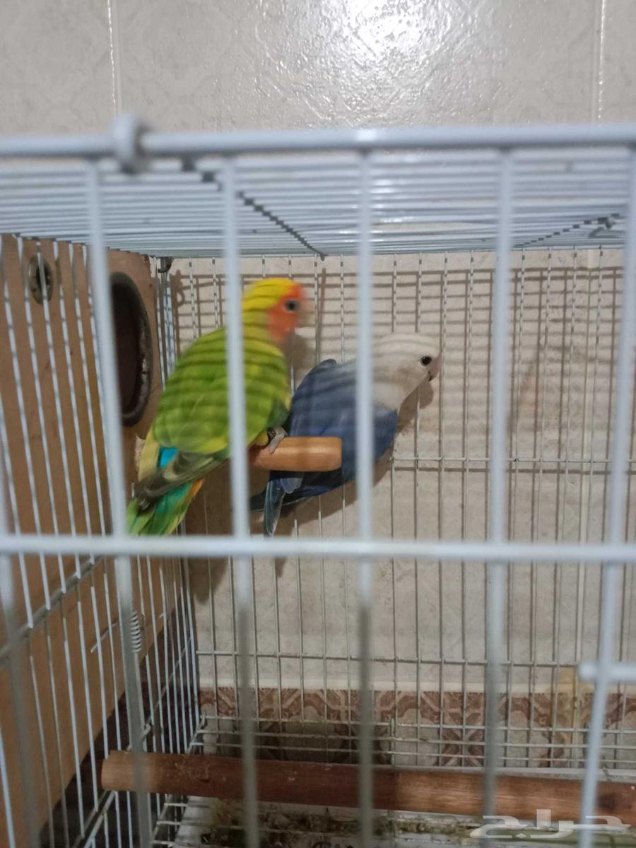 Walnuts and Fisher walnuts healthy and neatly arranged with their shells and white part64514513801347110