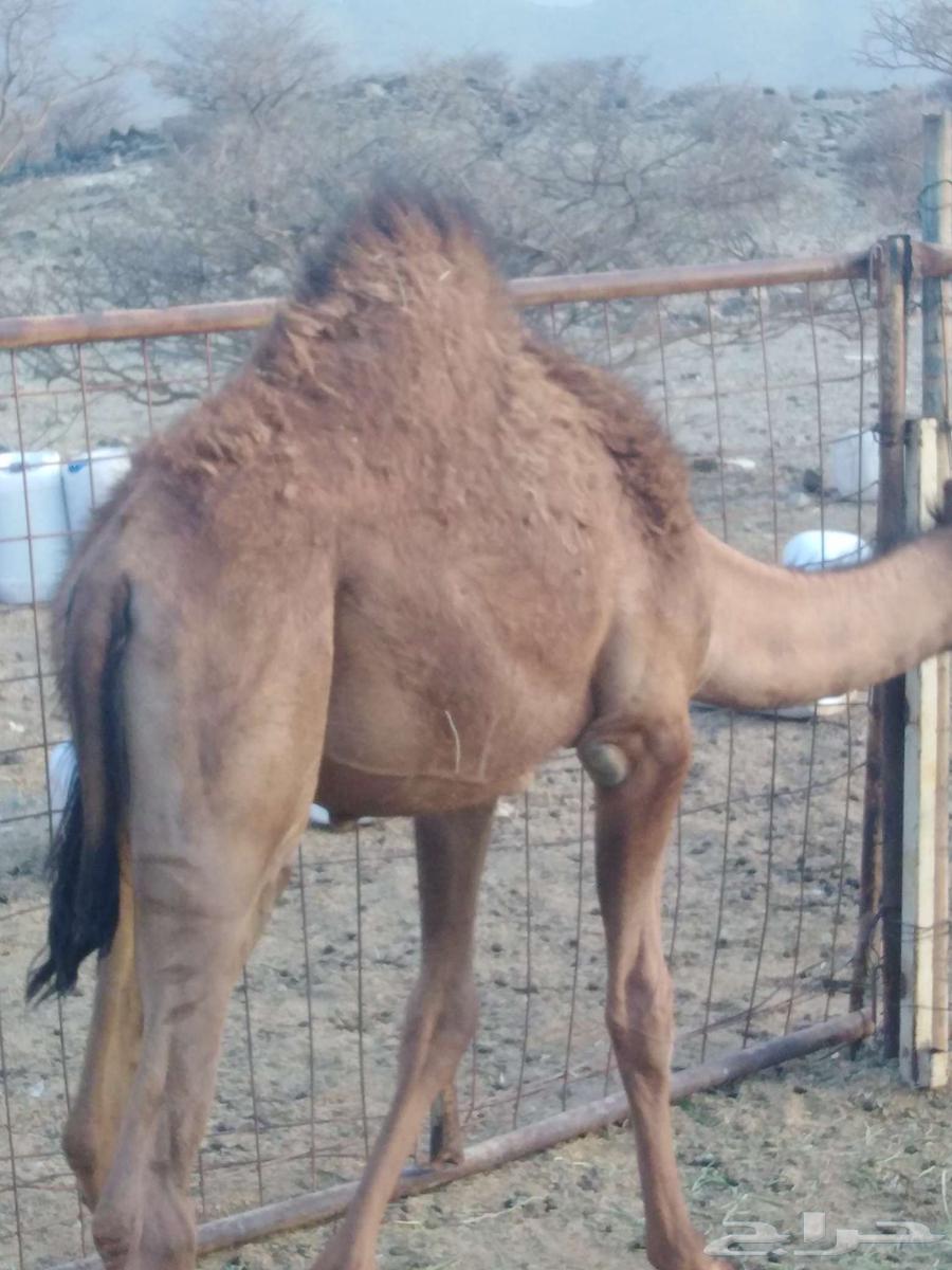 Seven-month-old local chickens, clean and free of mites and lice64512092632962112