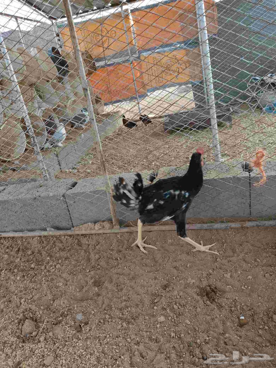 ديك عربي اصيل للبيع64516100644354113