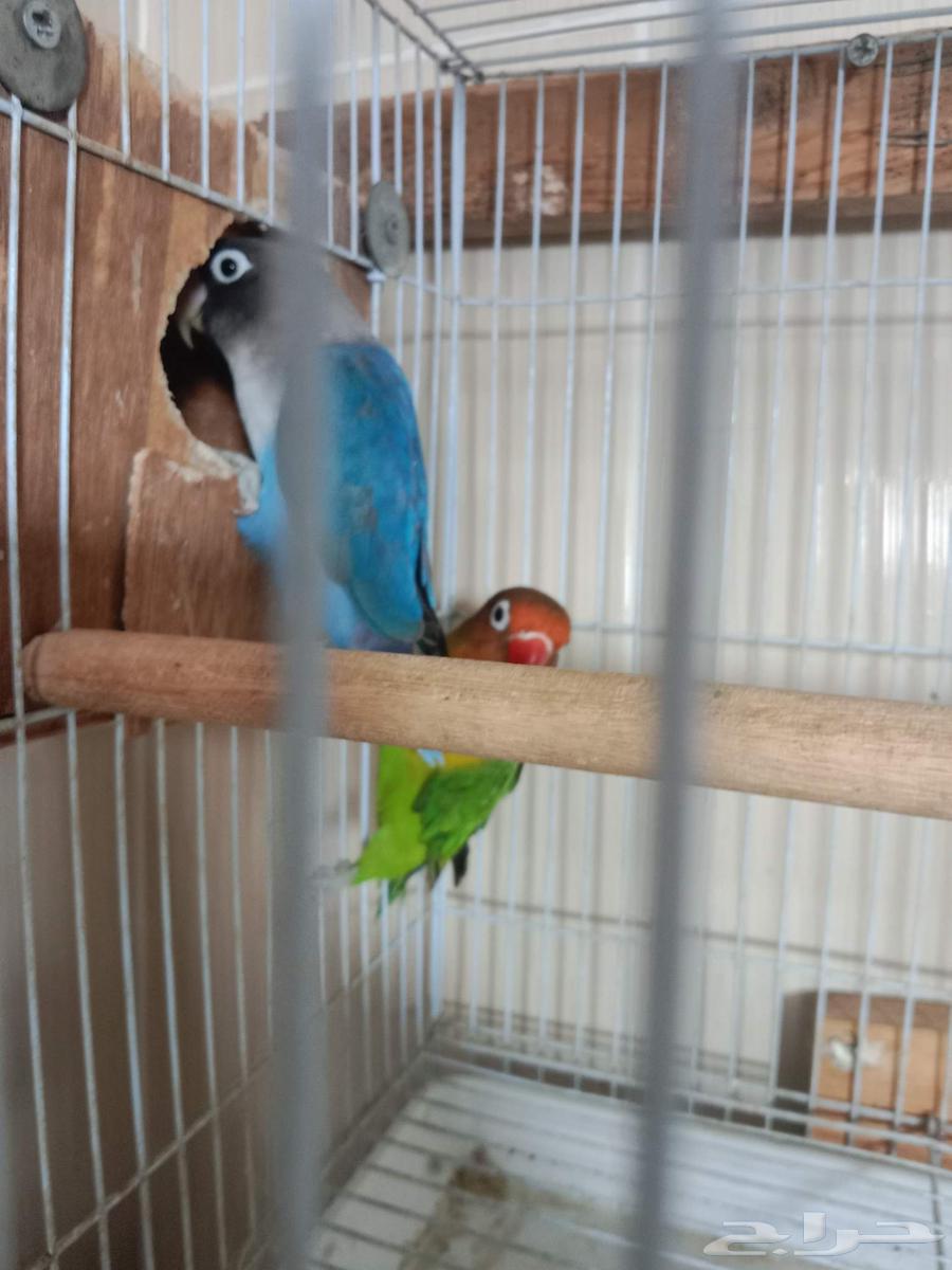 Walnuts and Fisher walnuts healthy and neatly arranged with their shells and white part64514513801347112