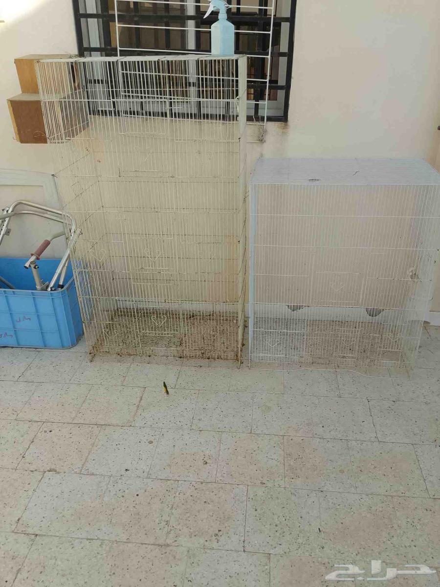 قفصين مطير ب7564512231820163111