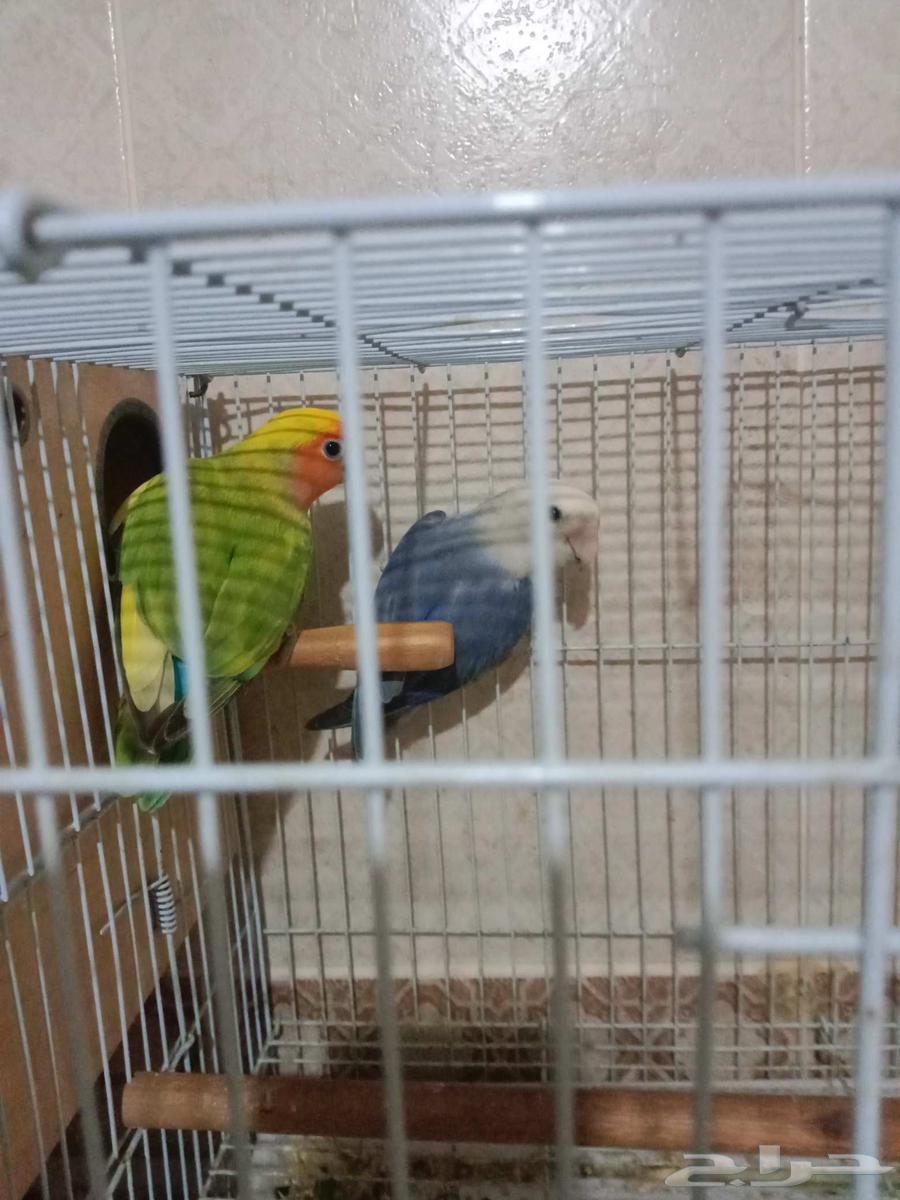 Walnuts and Fisher walnuts healthy and neatly arranged with their shells and white part64514513801347111