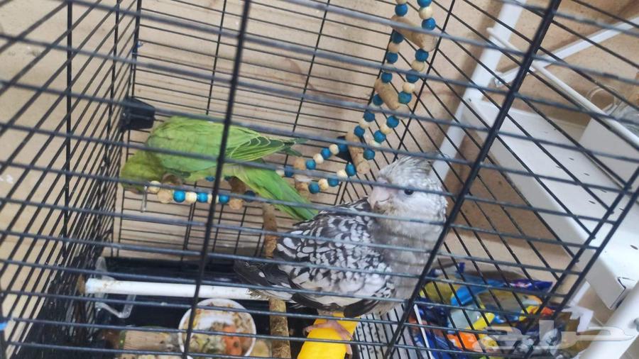 كروان او كوكتيل اليفه أنثى العمر 3شهور64514030913411114