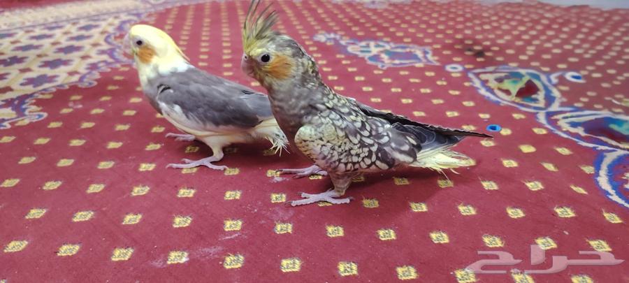 Crowing Chicks64518148780034110