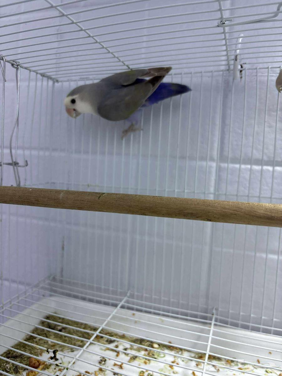 انثى روز شرط64514706317185110