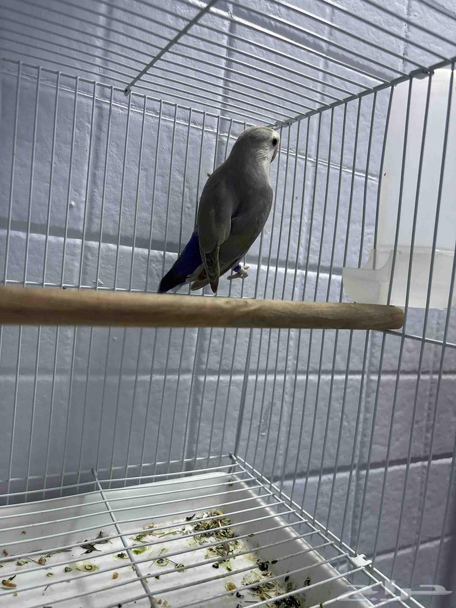 انثى روز شرط64514706317185111