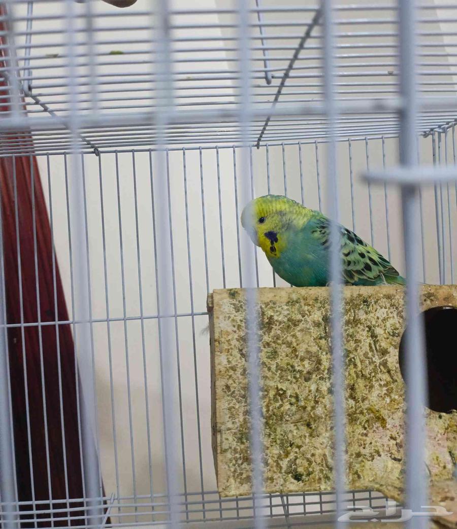 السلام عليكم ورحمة الله وبركاته طير بادجي 1بالقفص للبيع64515095102978110