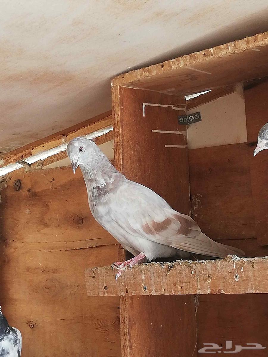 French Hammam and Problem64516802057985112