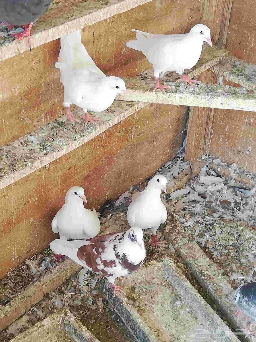 French Hammam and Problem64516802057985114