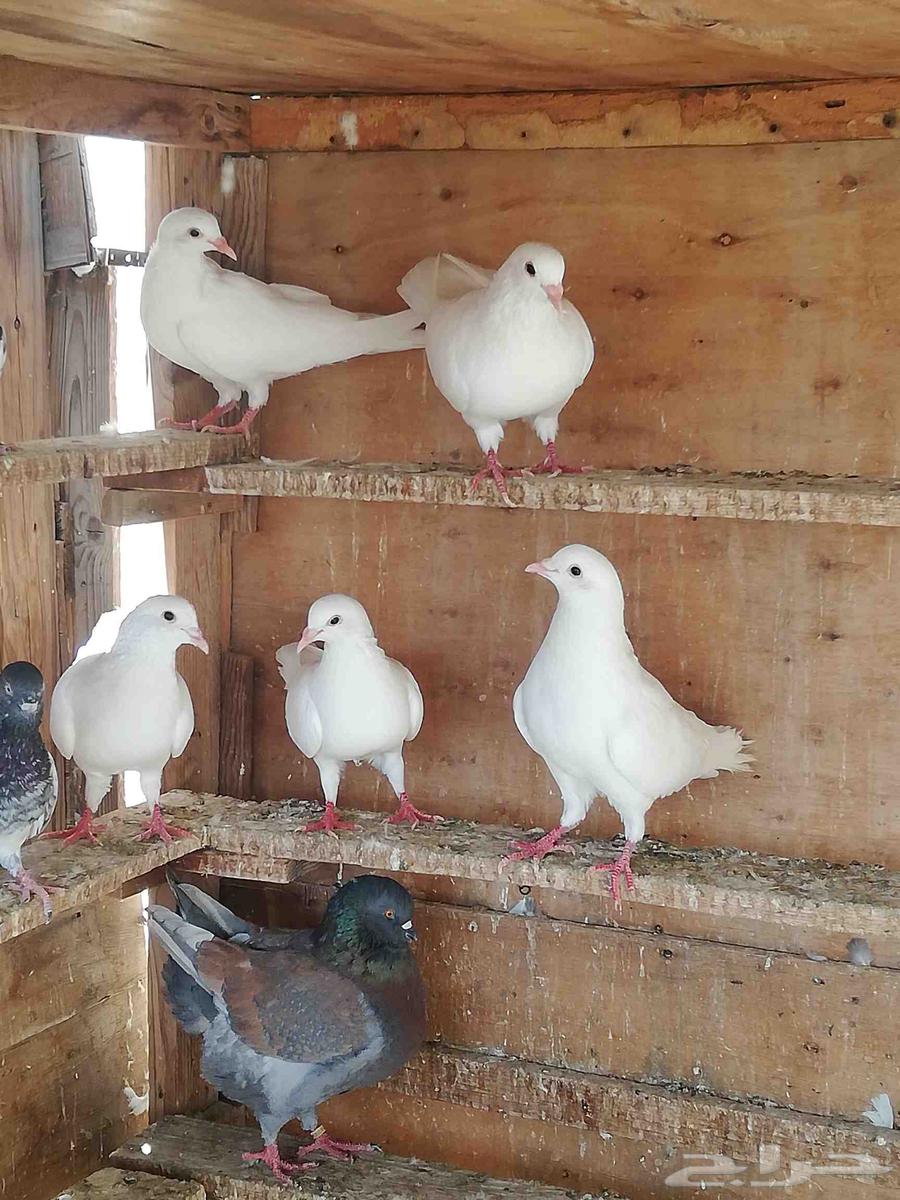 French Hammam and Problem64516802057985110