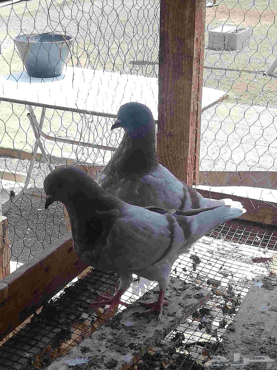 French Hammam and Problem64516802057985111