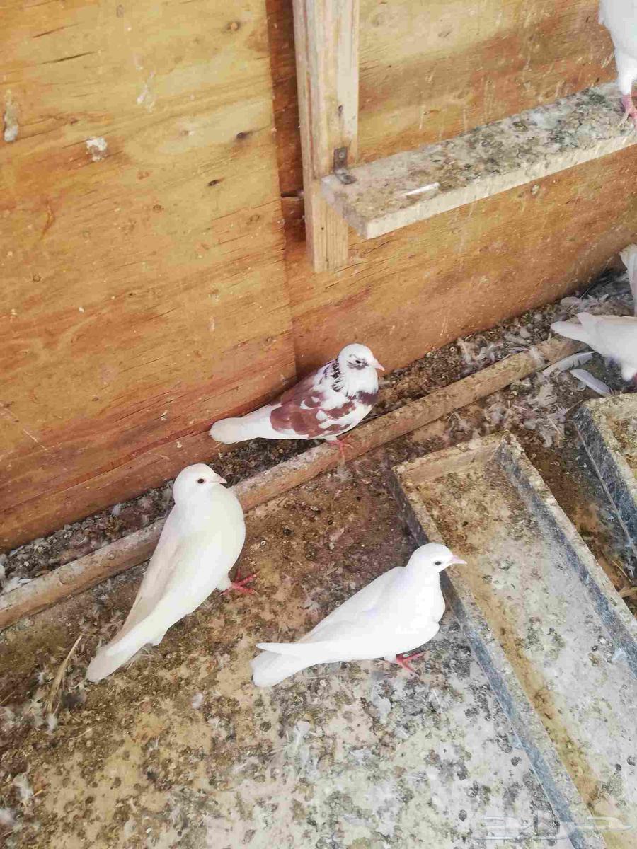 French Hammam and Problem64516802057985113