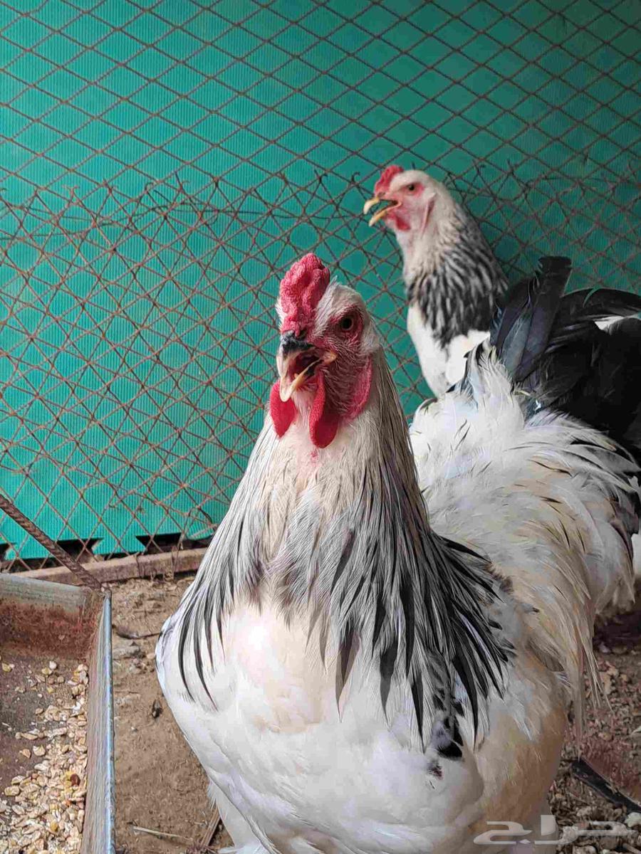 ديك أو ديوك براهما كولومبي أصيل للبيع64518278596611113