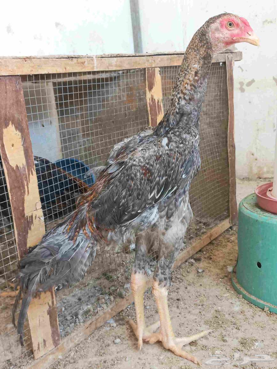 ديك شامو ياباني64513341292162114