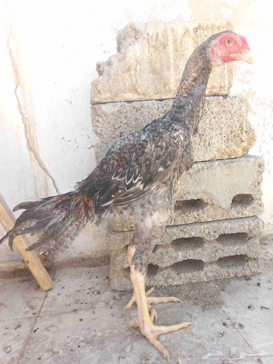 ديك شامو ياباني64513341292162113