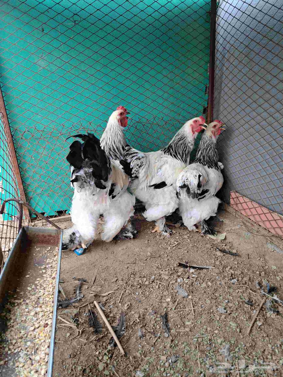 ديك أو ديوك براهما كولومبي أصيل للبيع64518278596611112