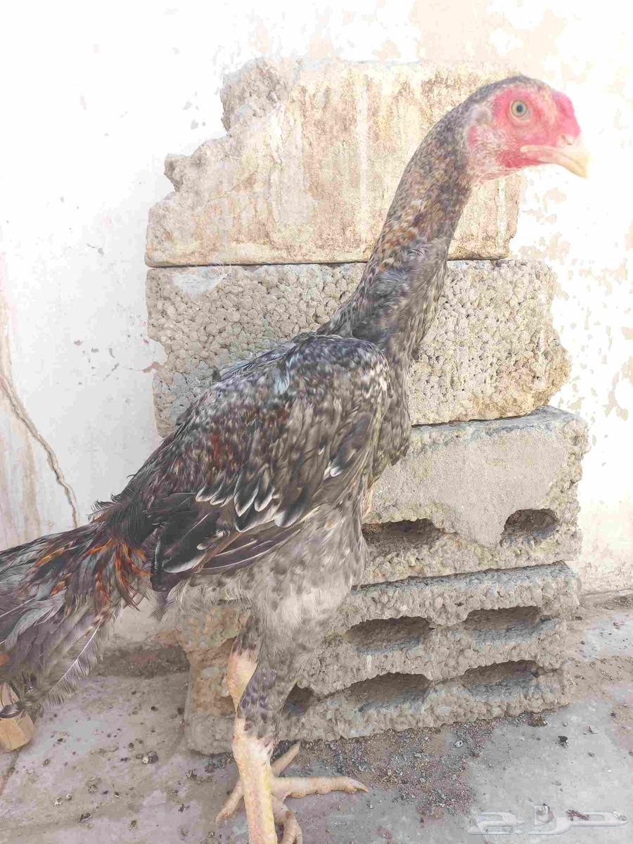 ديك شامو ياباني64513341292162112