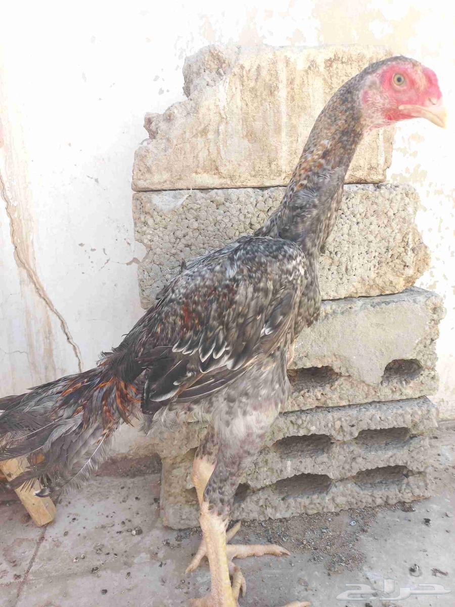 ديك شامو ياباني64513341292162110